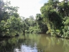 nebenarm-des-daintree-river
