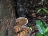 pilze
