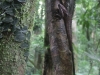 wasserdrachen-am-baum-1
