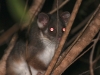 possum_baum