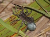 spinne