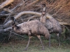 emus