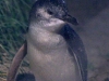 pinguin1