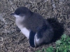 pinguin_kueken