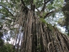 curtain-fig