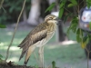 ein-lauter-eigentlich-nachtaktiver-vogel