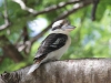 kookaburra-1