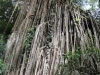 panorama-curtain-fig-2