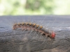 raupe