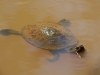 suesswasserschildkroete