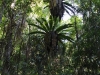 viel-gruen-im-regenwald