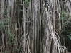 wurzeln-der-curtain-fig