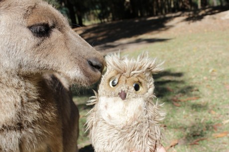 Känguru knutscht Pani