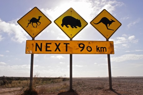 Wildlife-Warnung - 96 km