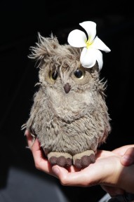 Pani mit Frangipaniblüte im Gefieder