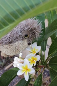 Pani schnuppert am Frangipani