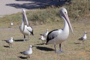 Pelikane