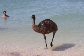Emu im Wasser