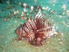 Feuerfisch