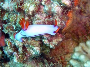 Rot-blaue Schnecke
