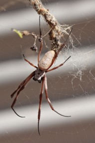 Spinne