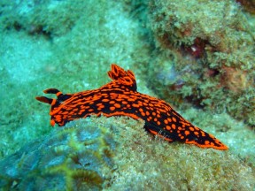 Teufelsschnecke