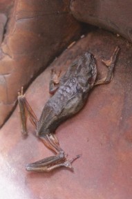 Ausgetrockneter Frosch