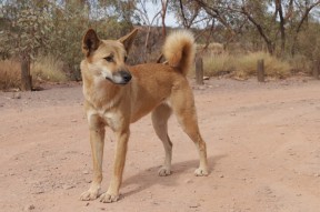 Dingo