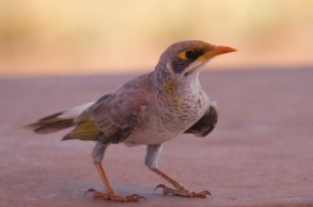 Frecher Vogel