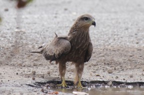 Greifvogel an Pfütze