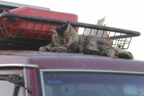 Katze auf dem Autodach