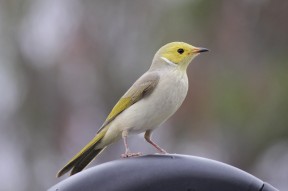 Neugieriger Vogel