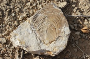 Ein Muschelfossil