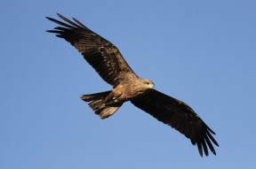 Einzelner Greifvogel in Mt. Isa