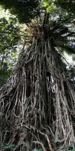 Panorama Cathedral Fig