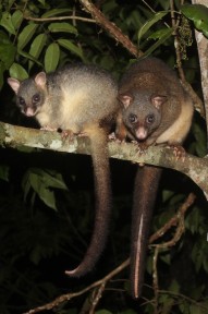 Possums