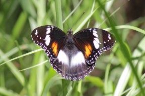 Schmetterling