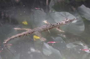 Junges Krokodil