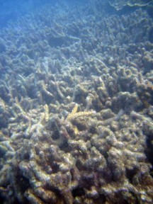 Kaputte Unterwasserwelt