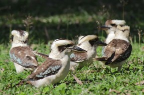 Kookaburragruppe