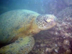Matzes Riesenschildkröte