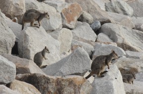 Rockwallabygruppe