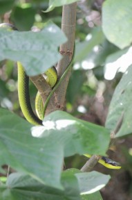 Schlange im Baum