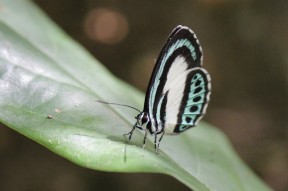Schmetterling