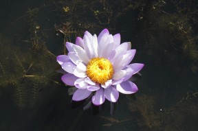 Seerose