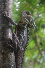 Wasserdrachen am Baum