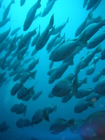 Fischschwarm