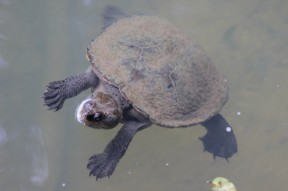 Süßwasserschildkroete