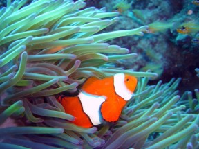 Clownfisch