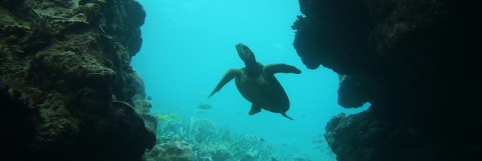 Schildkröte im Canyon